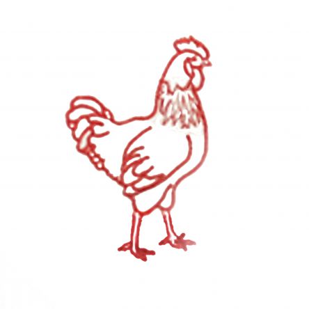 Rideau  blanc / décor brodé poule rouge
